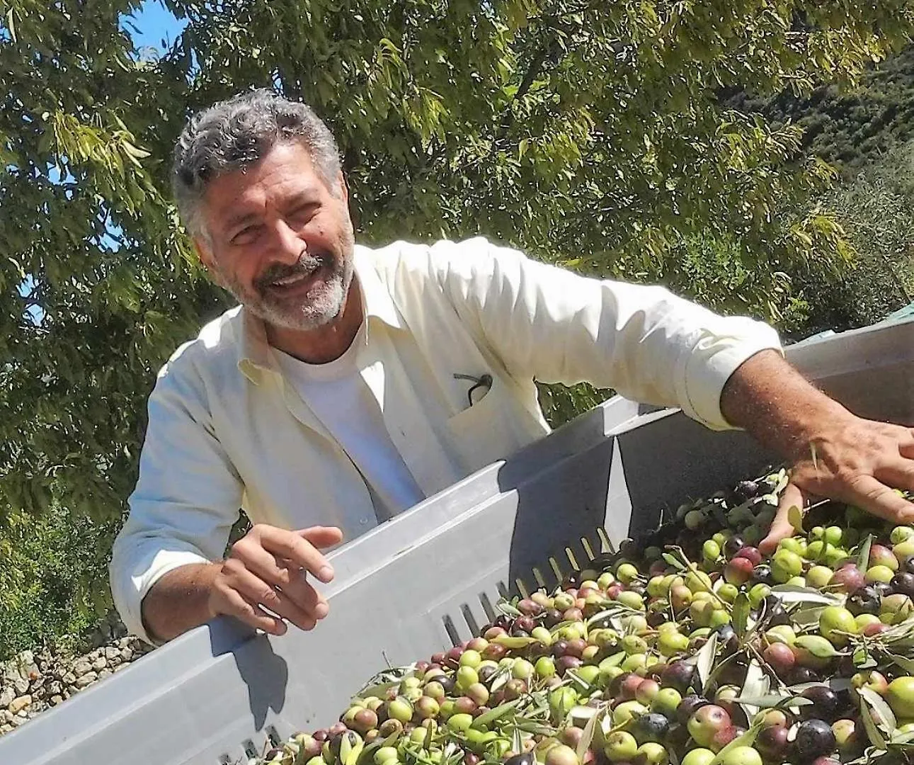 Tenuta Olive Alive Noto Affittacamere